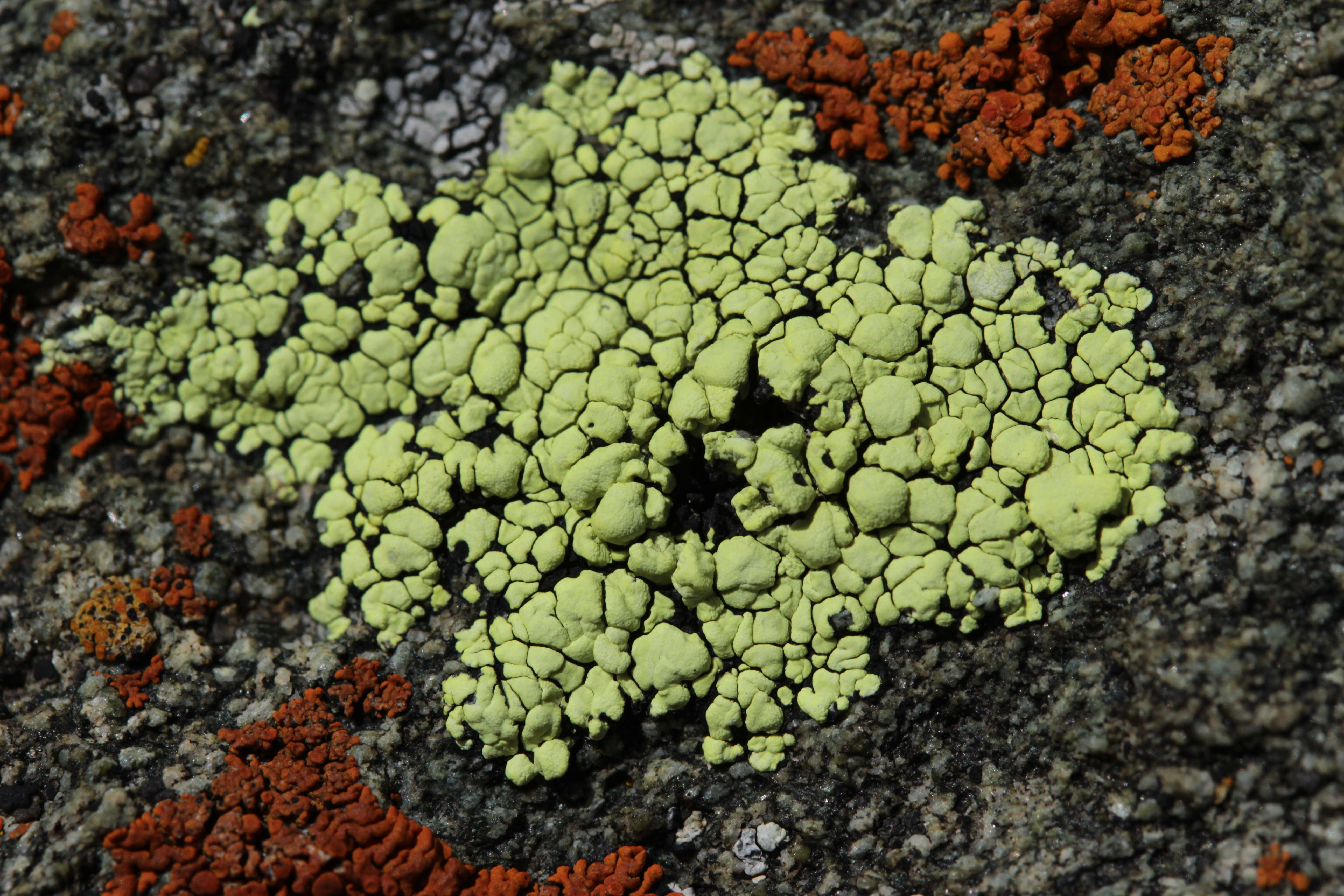 Image of Yellow map lichen;   World map lichen