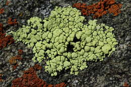 Image of Yellow map lichen;   World map lichen