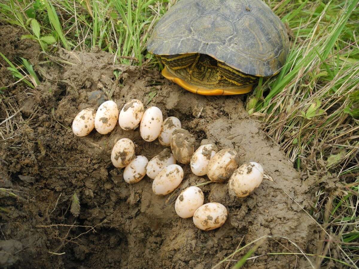 صورة Trachemys scripta scripta (Schoepff 1792)