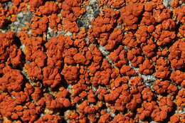 Image of elegant orange wall lichen