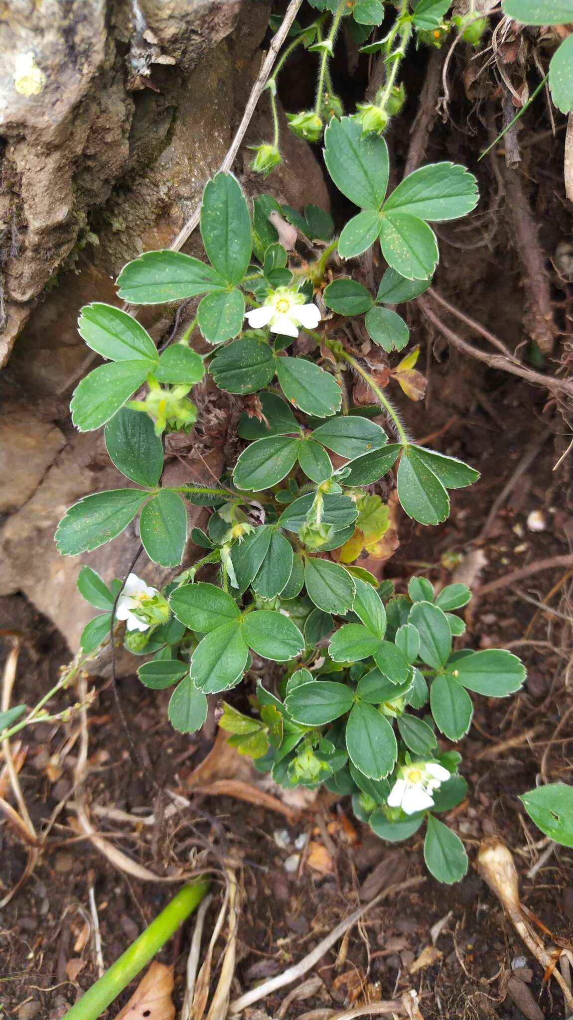 Image of Potentilla montana Brot.