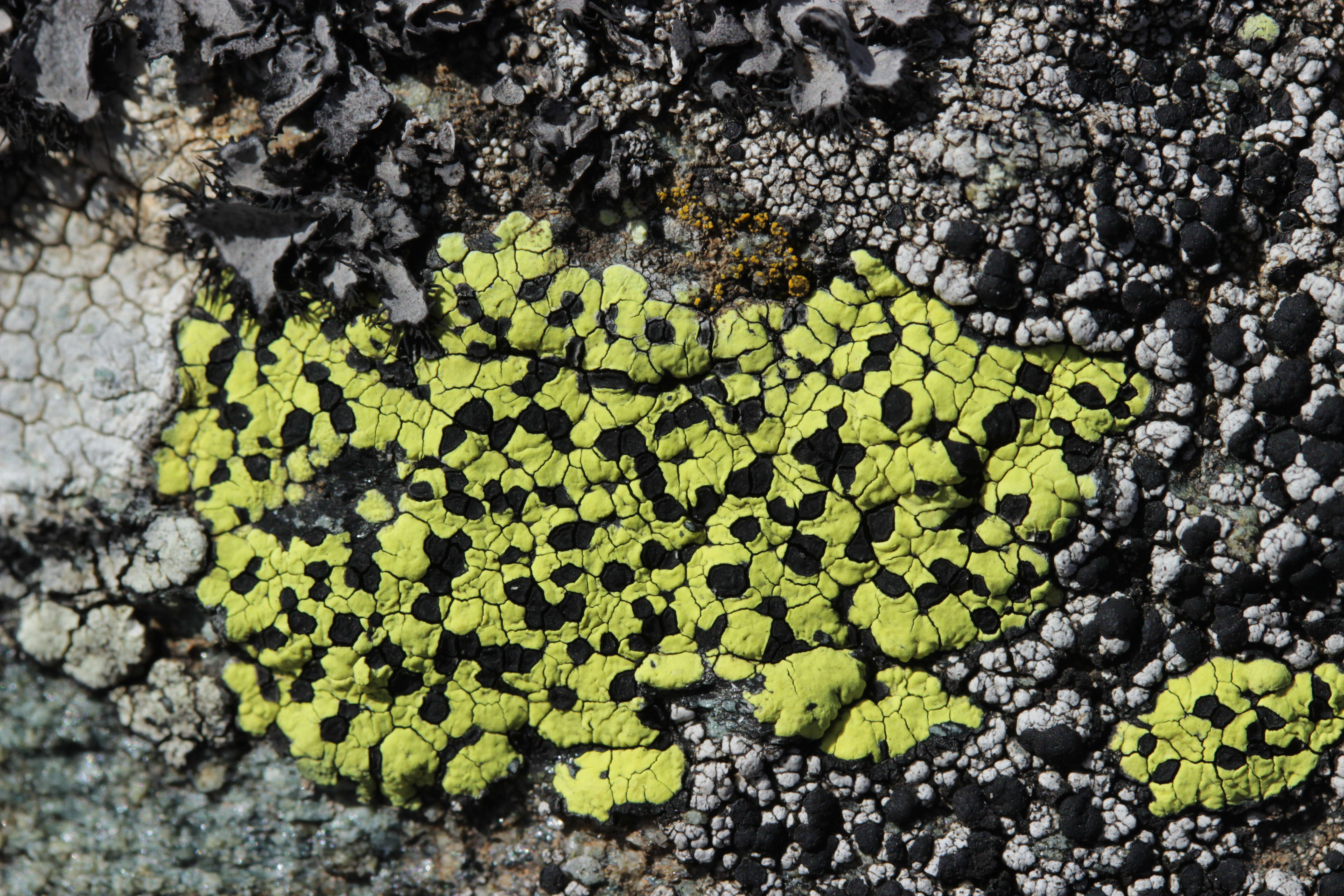 Image of Yellow map lichen;   World map lichen