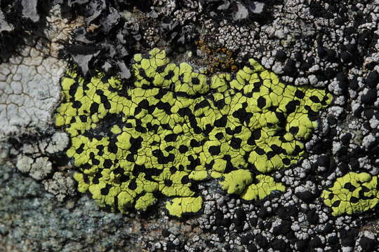 Image of Yellow map lichen;   World map lichen