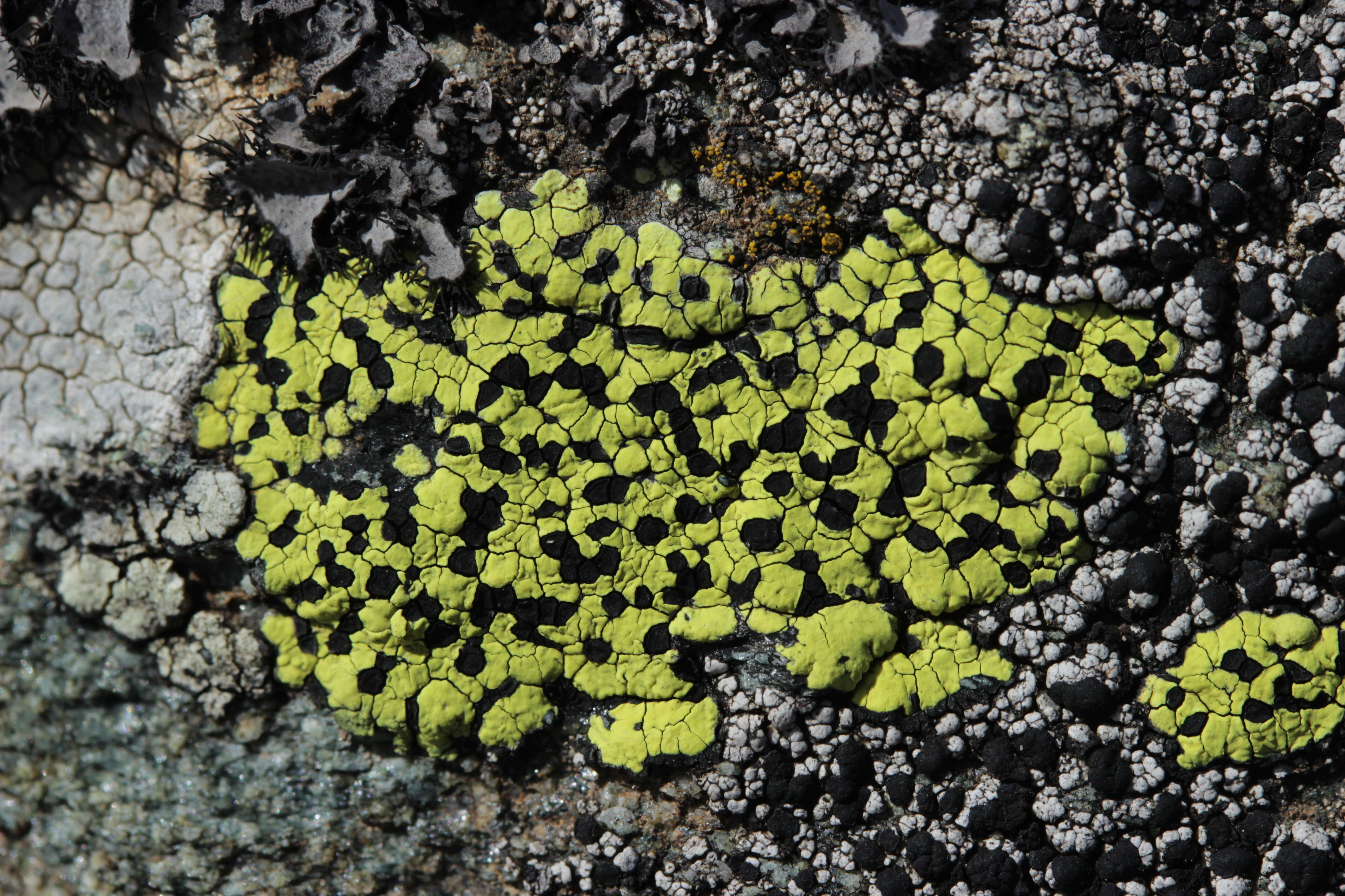 Image of Yellow map lichen;   World map lichen