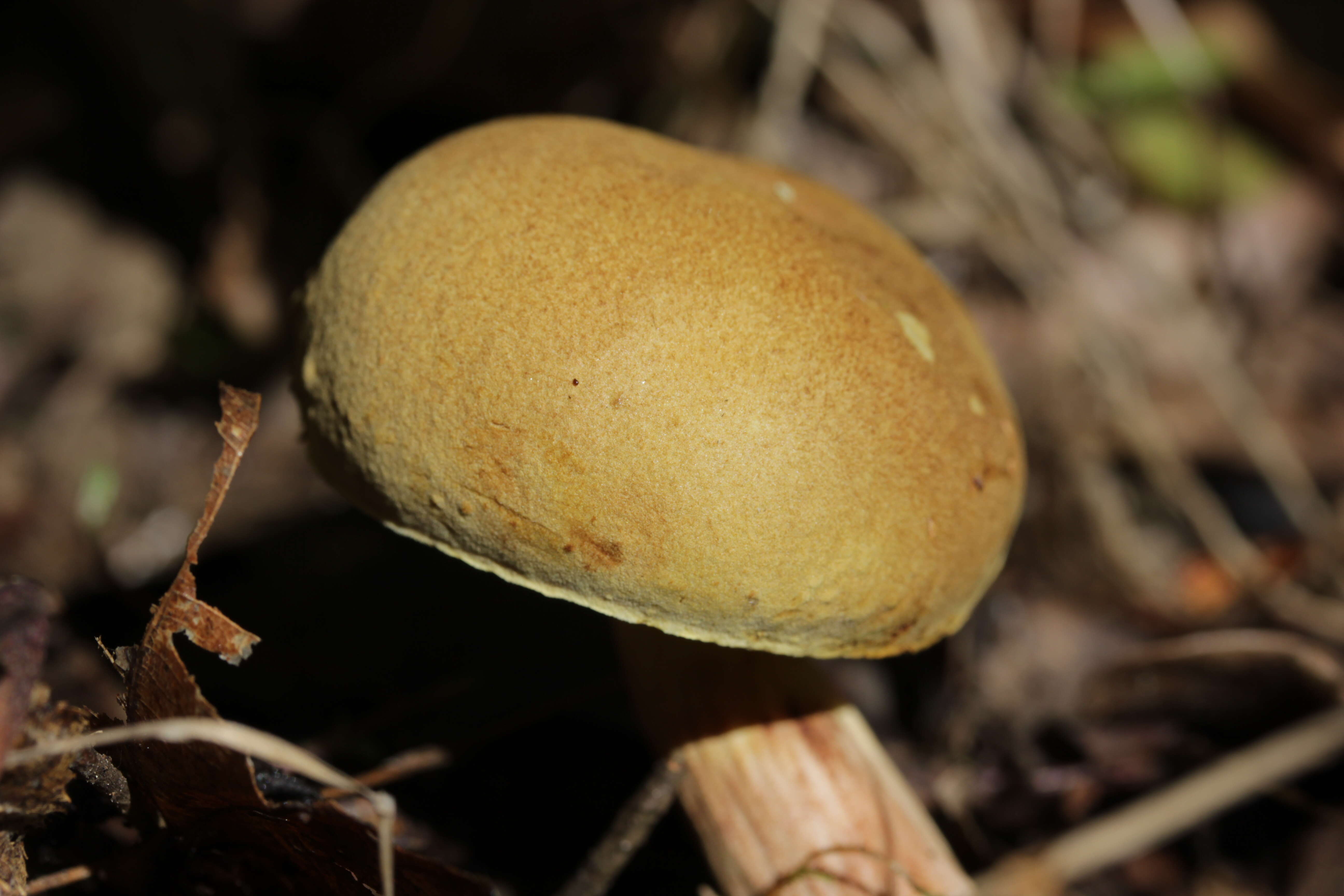 Image of Boletus subtomentosus L. 1753