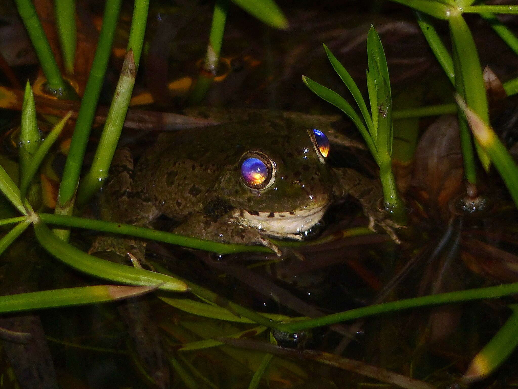 Plancia ëd Pelophylax saharicus (Boulenger ex Hartert 1913)