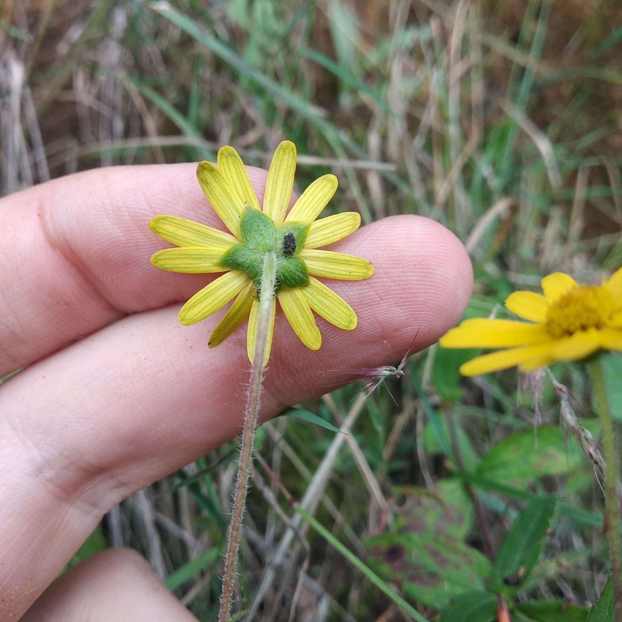 Image of Melampodium montanum Benth.