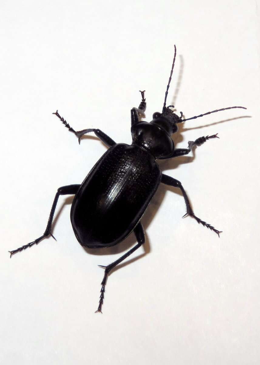 Imagem de Calosoma (Carabosoma) marginale Casey 1897