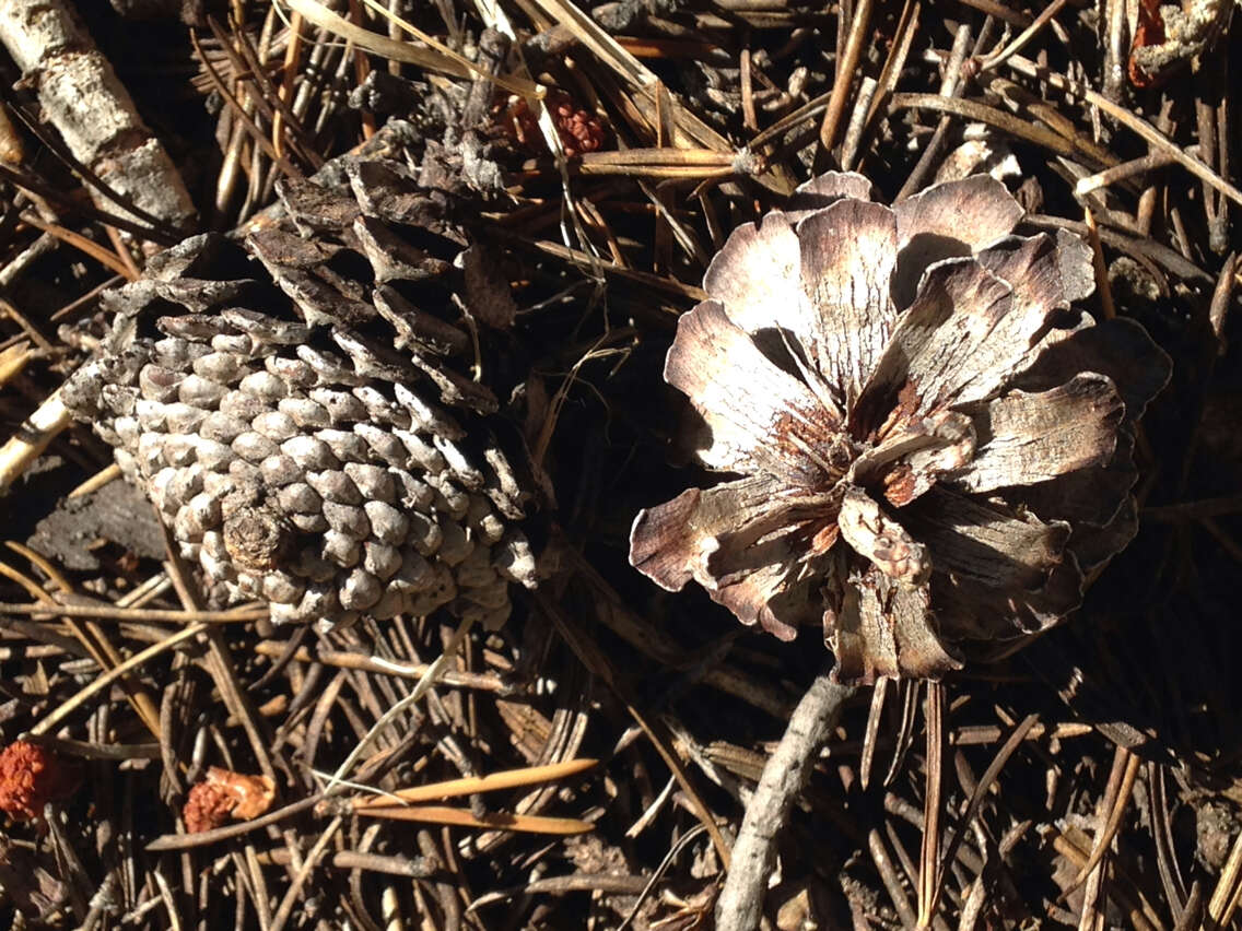 Imagem de Pinus contorta var. murrayana (Balf.) Engelm.