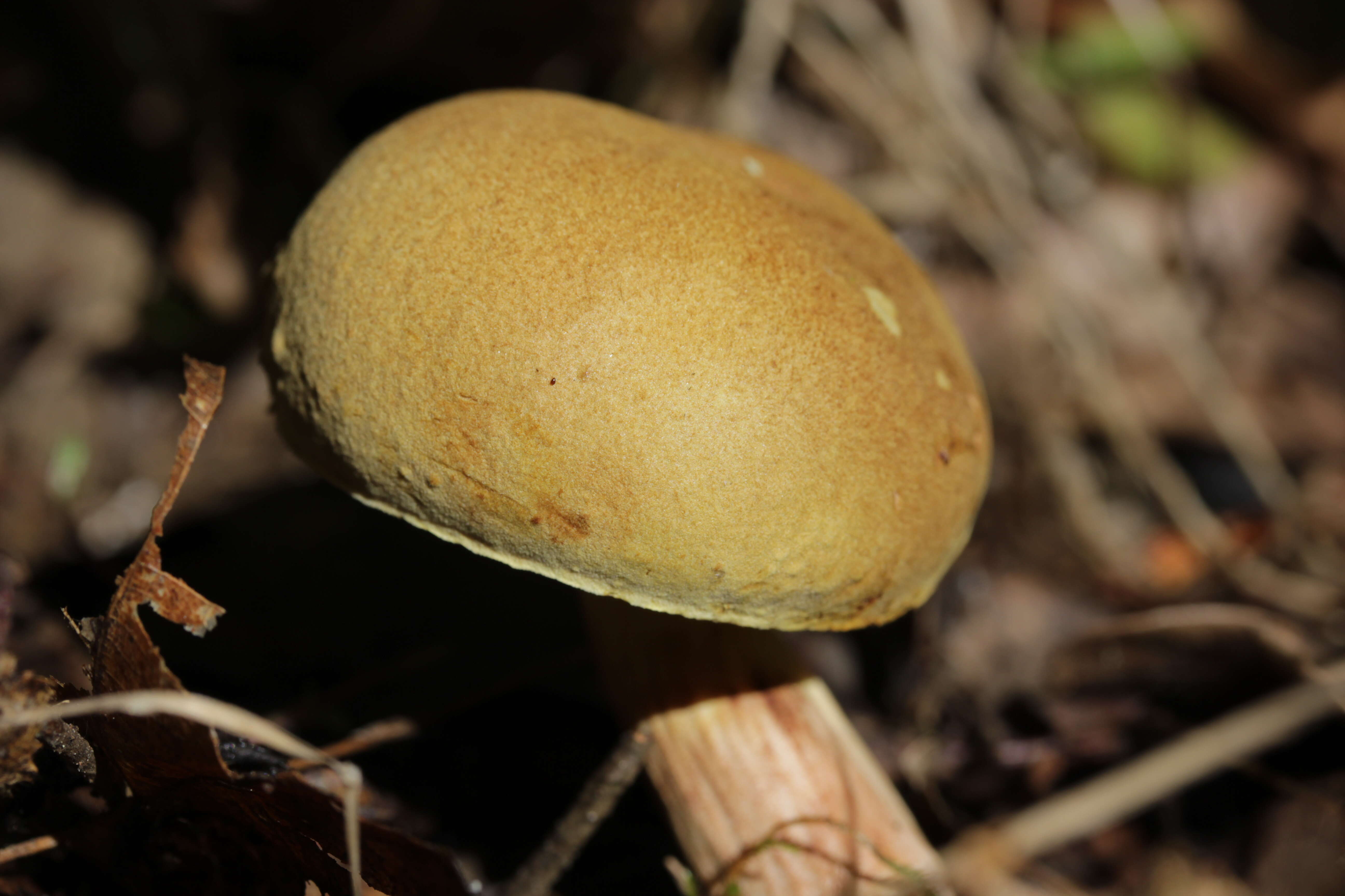 Image of Boletus subtomentosus L. 1753