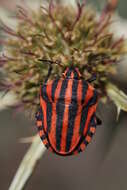 Image of <i>Graphosoma italicum</i>