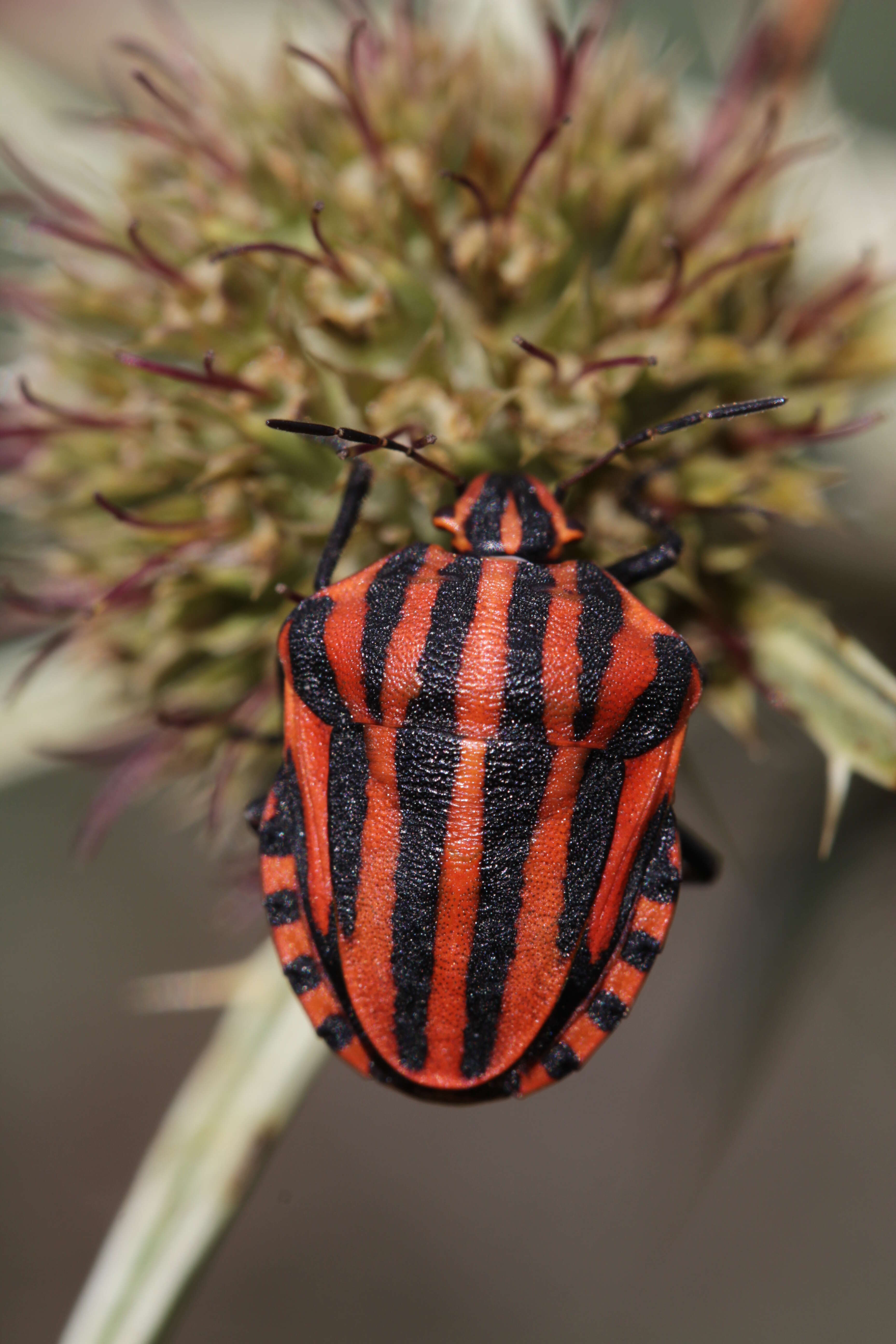 Image of <i>Graphosoma italicum</i>