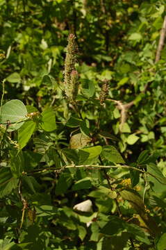 Image of purple giant hyssop