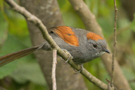 Image of Apurimac Spinetail