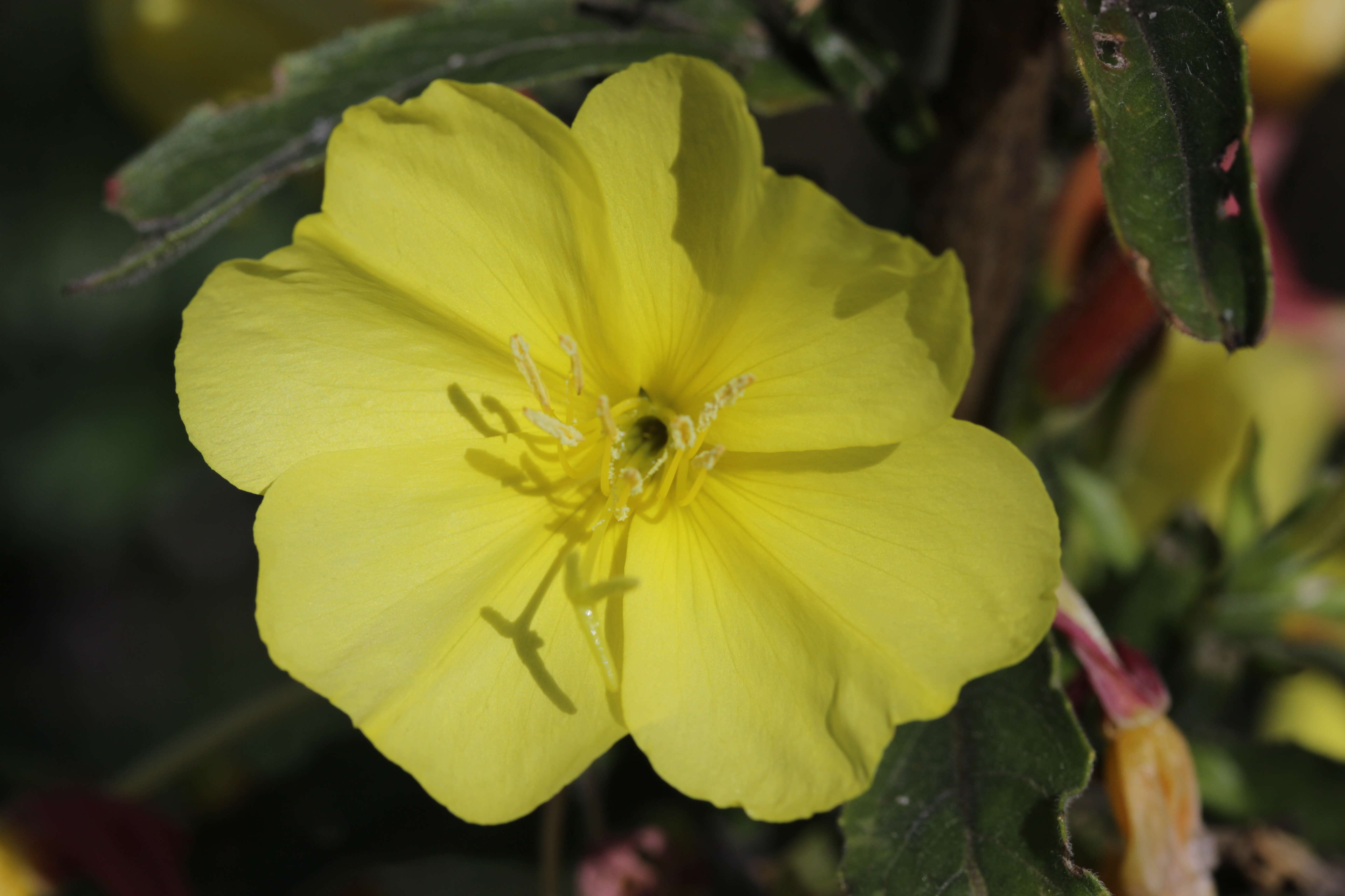 Imagem de Oenothera glazioviana M. Micheli