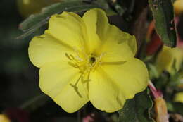 Imagem de Oenothera glazioviana M. Micheli