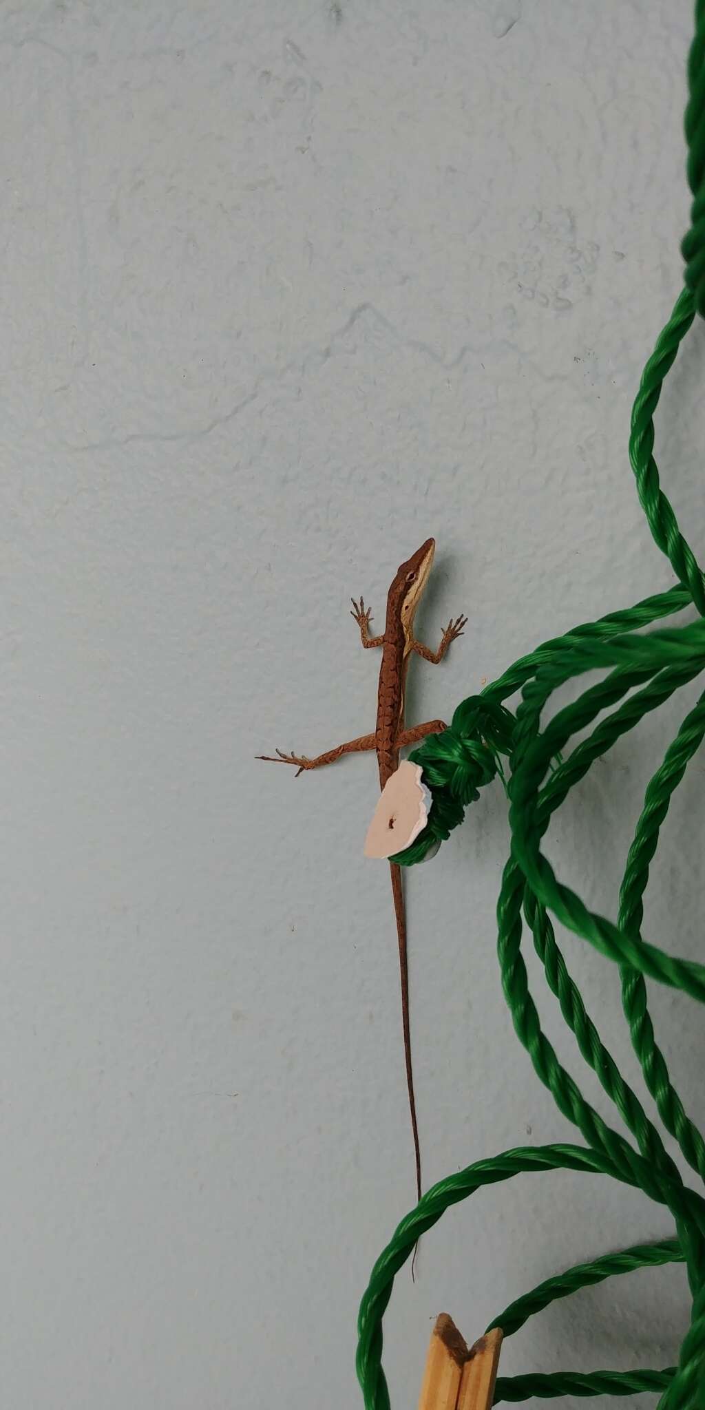 Image of Sharp-mouthed lizard