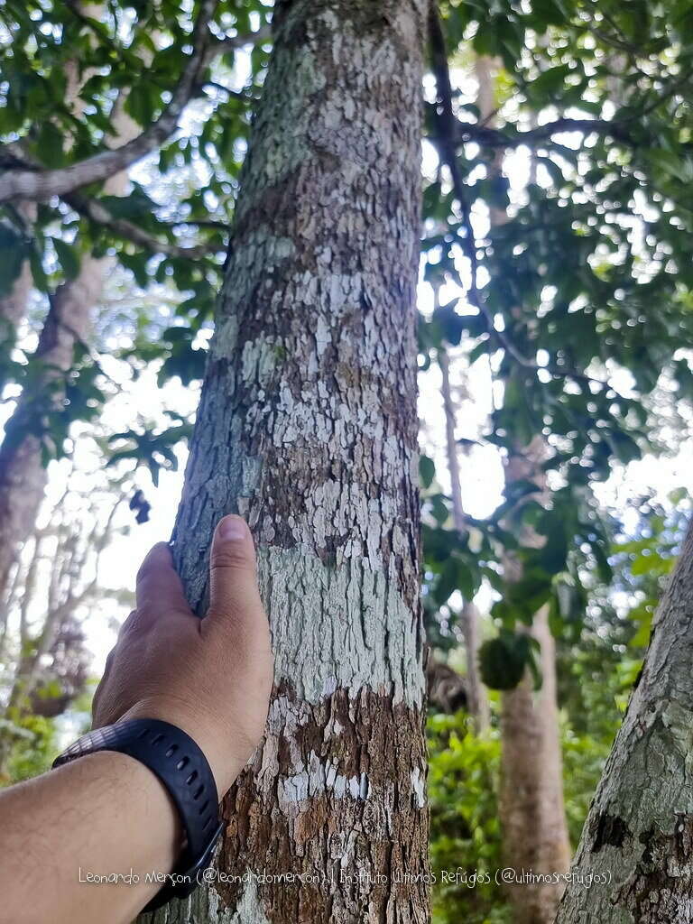 Imagem de Carpotroche brasiliensis (Raddi) Endl.