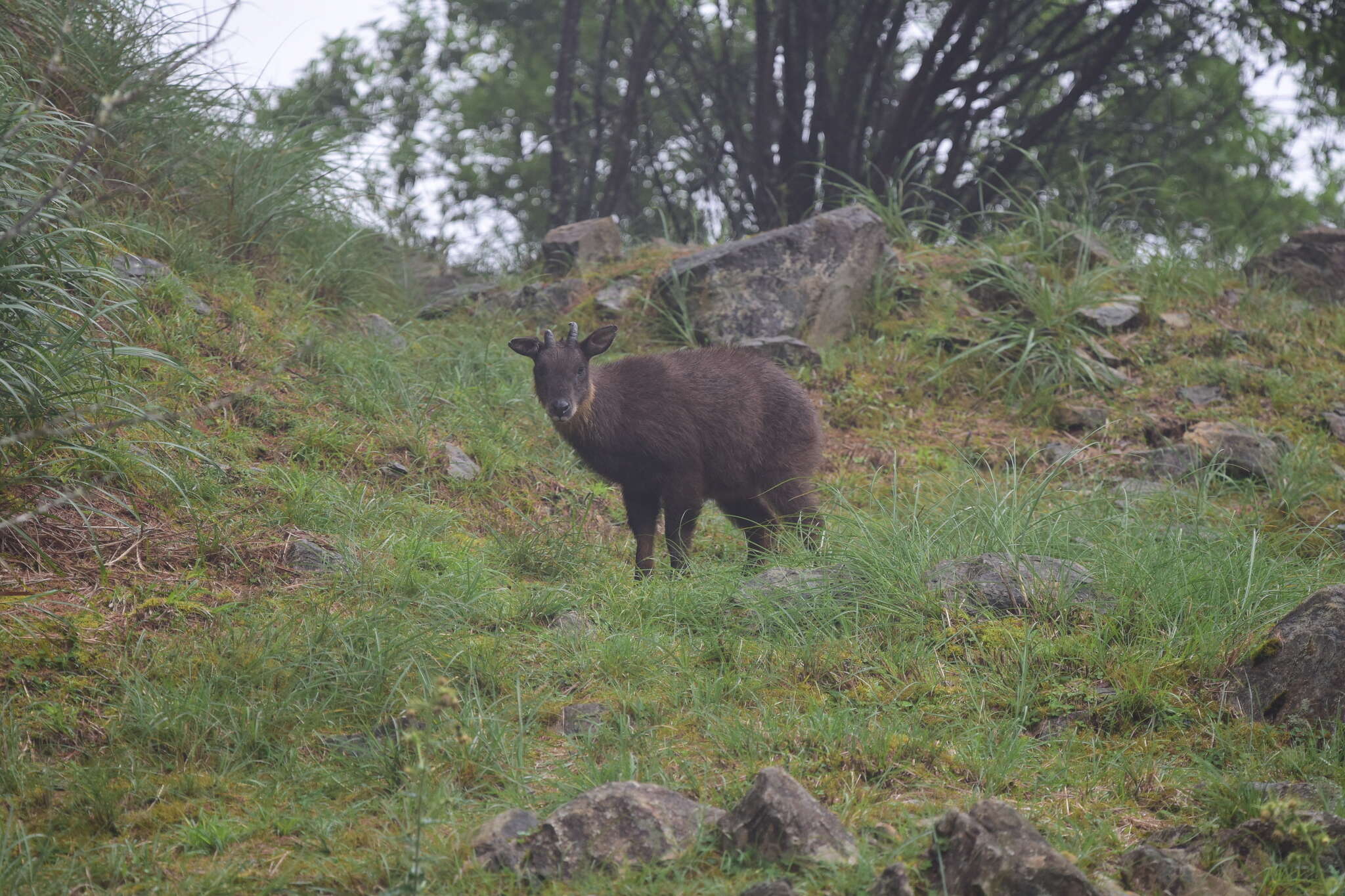 Image of Formosan Serow