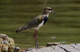 Image of Southern Lapwing