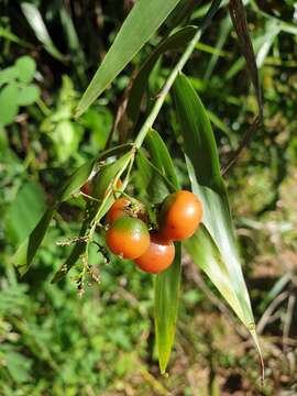 Imagem de Flagellaria indica L.