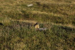 Imagem de Marmota marmota (Linnaeus 1758)