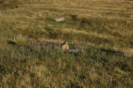 Imagem de Marmota marmota (Linnaeus 1758)