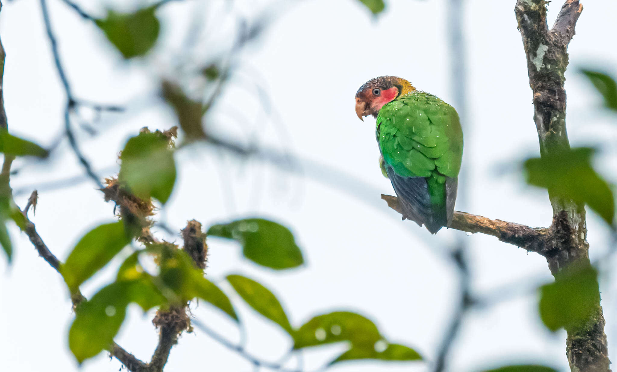 Image of Rose-faced Parrot