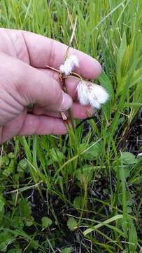 Image of common cottongrass