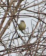 Vireo bellii Audubon 1844 resmi