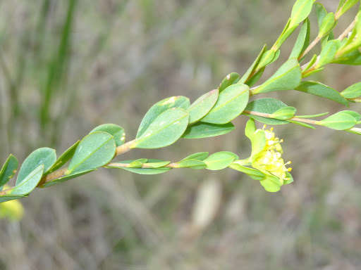 Image of Pimelea flava subsp. flava