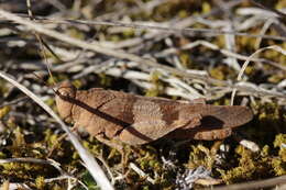 Image of blue-winged grasshopper