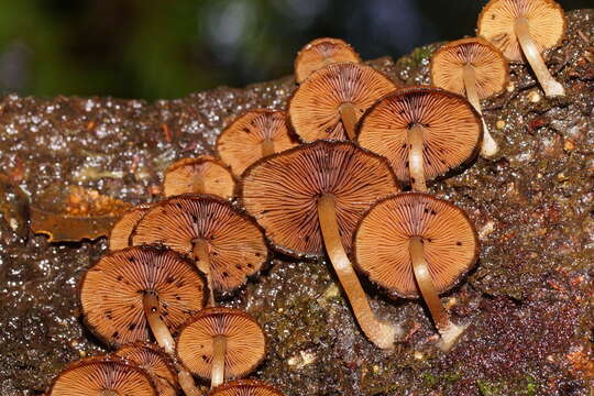 Image of Psathyrella echinata (Cleland) Grgur. 1997