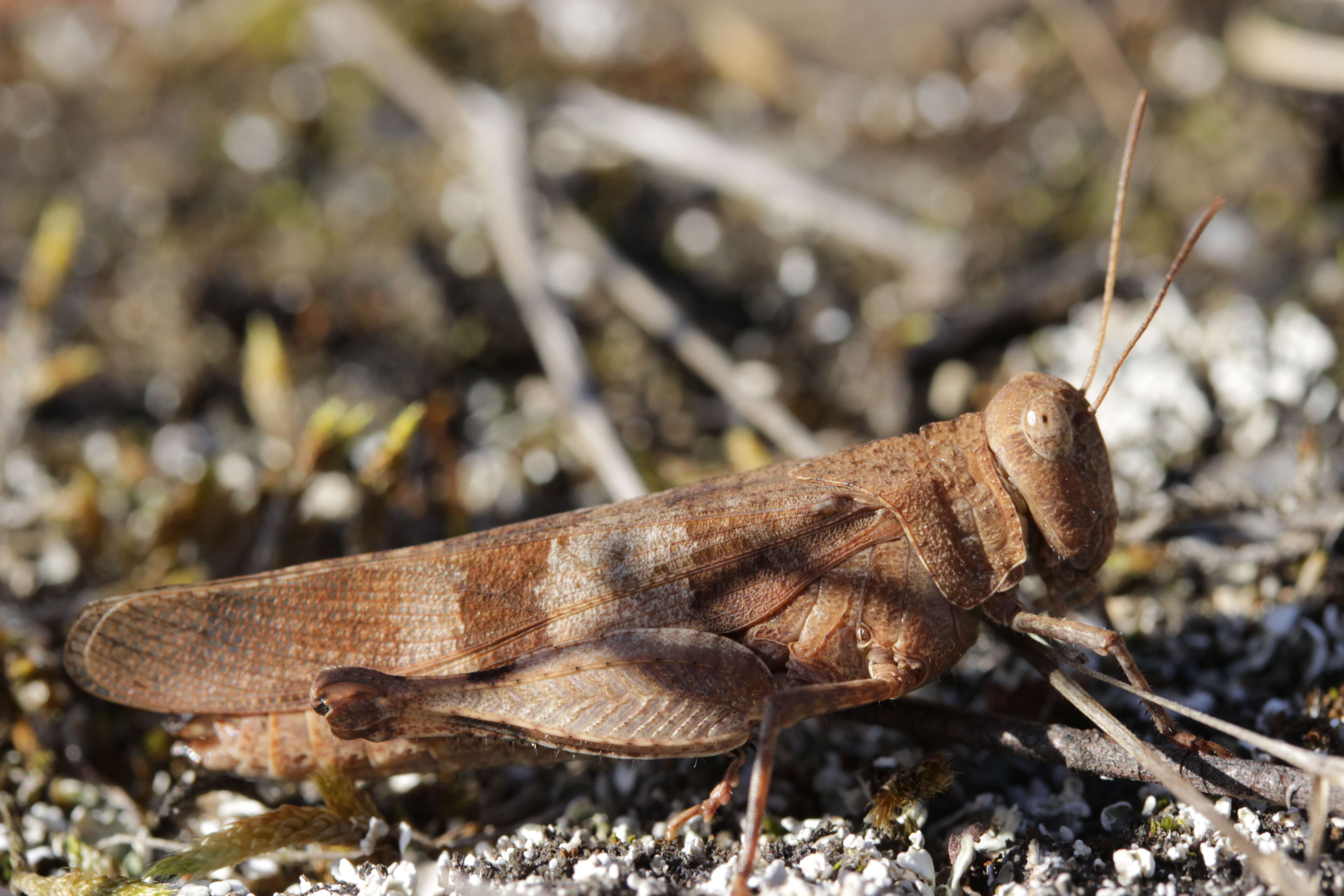 Image of blue-winged grasshopper