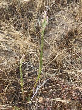 Image of pink cudweed