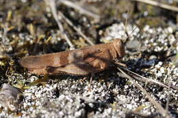 Image of blue-winged grasshopper