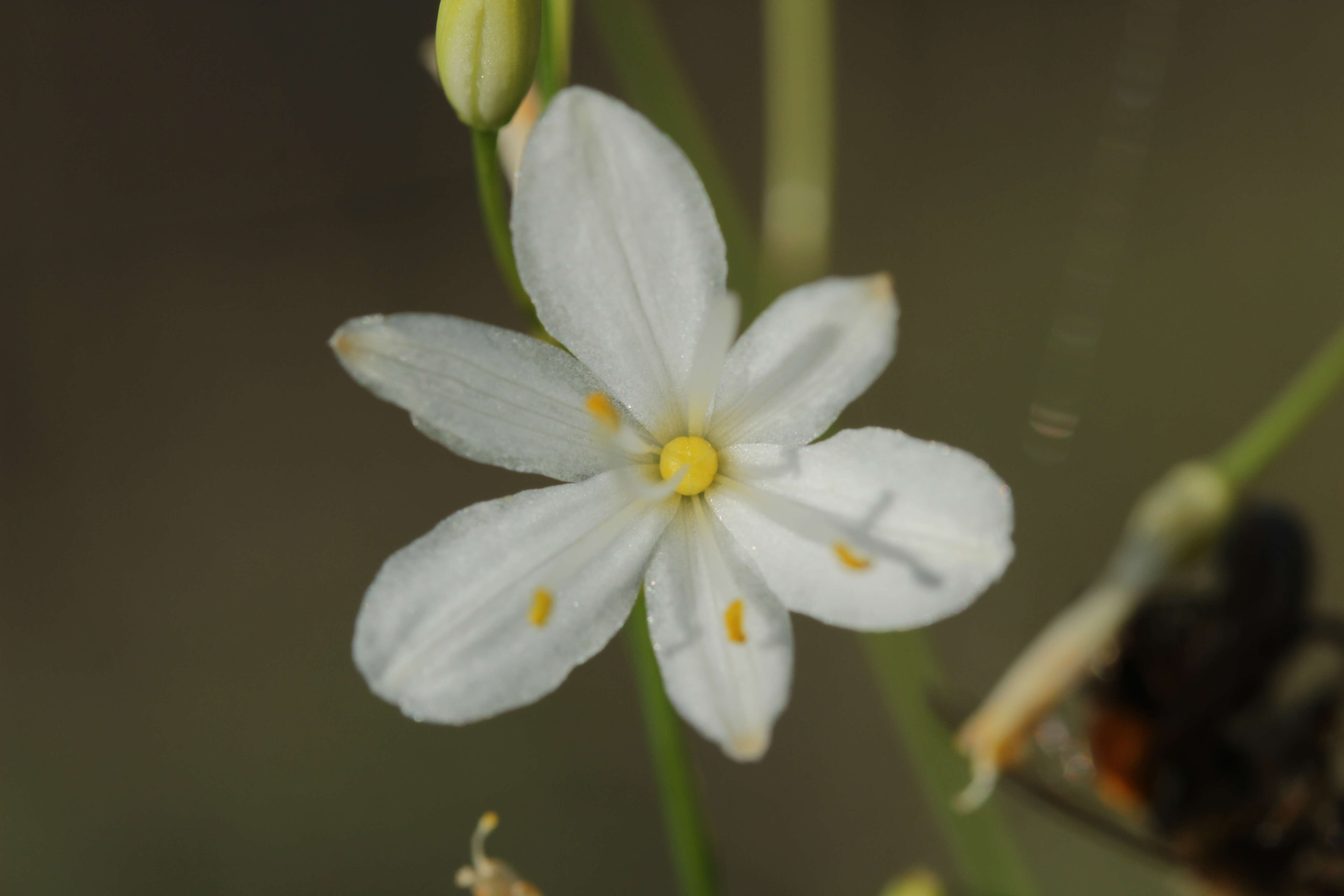 Image of Branched St Bernard's lily