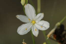 Image of Branched St Bernard's lily