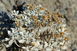 Image of Helichrysum obconicum DC.