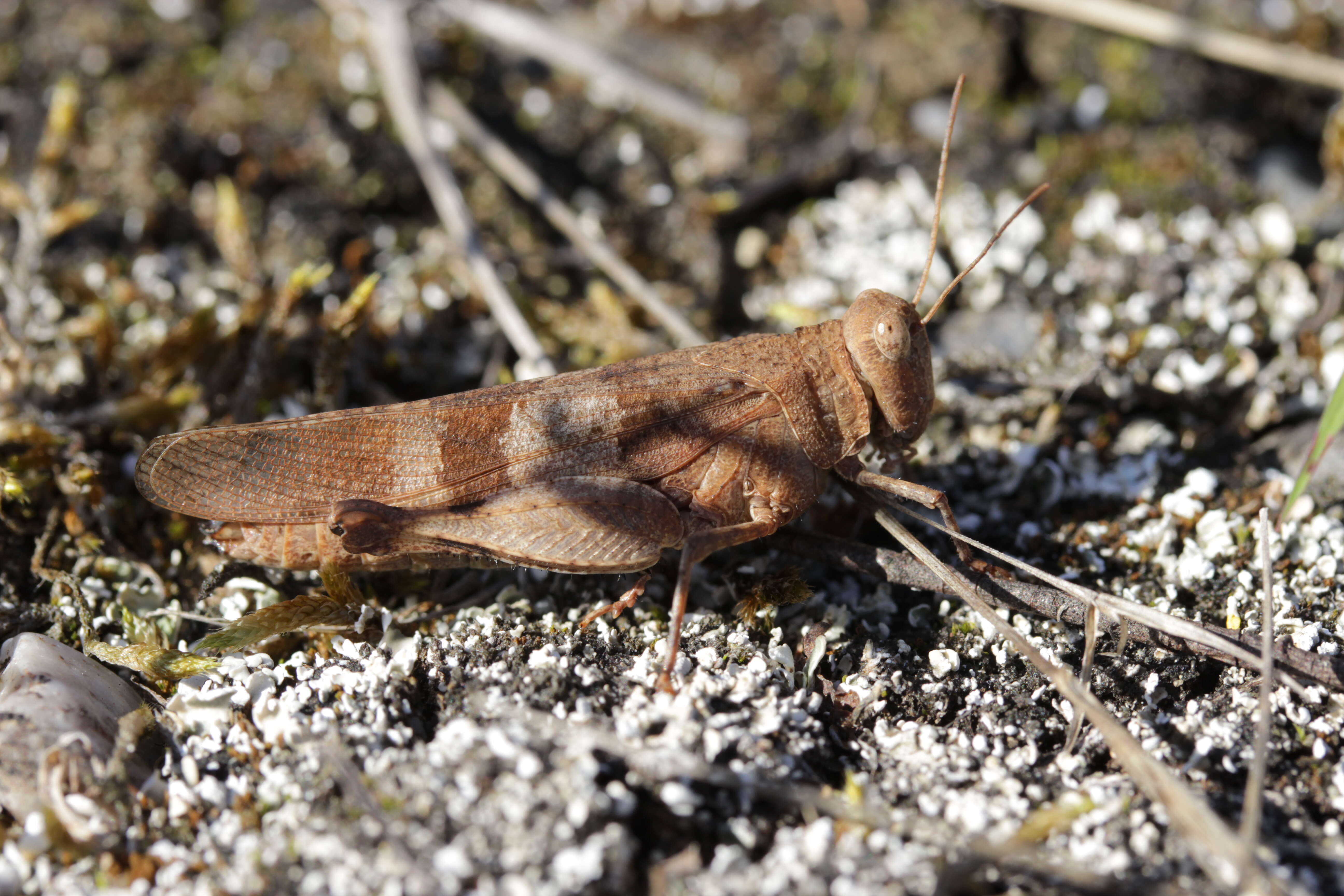 Image of blue-winged grasshopper