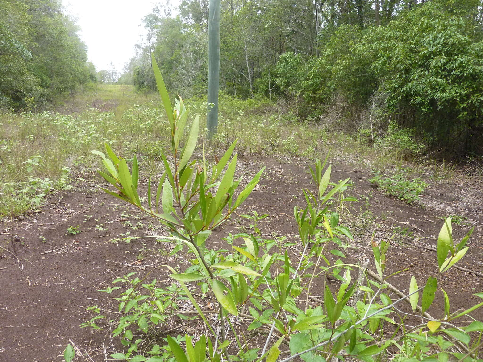 Image of Quassia bidwillii (Hook. fil.) Nooteboom