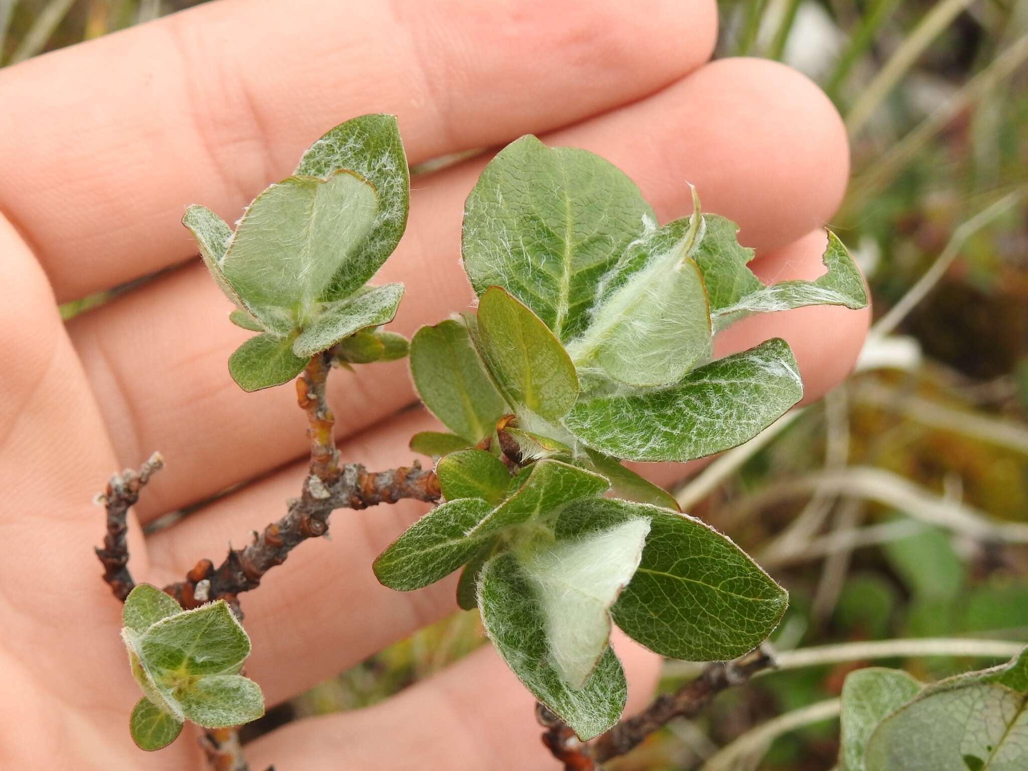 Salix calcicola Fern. & Wieg. resmi