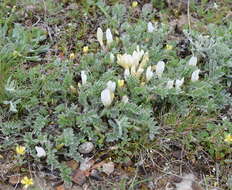 Image of Astragalus rupifragus Pall.