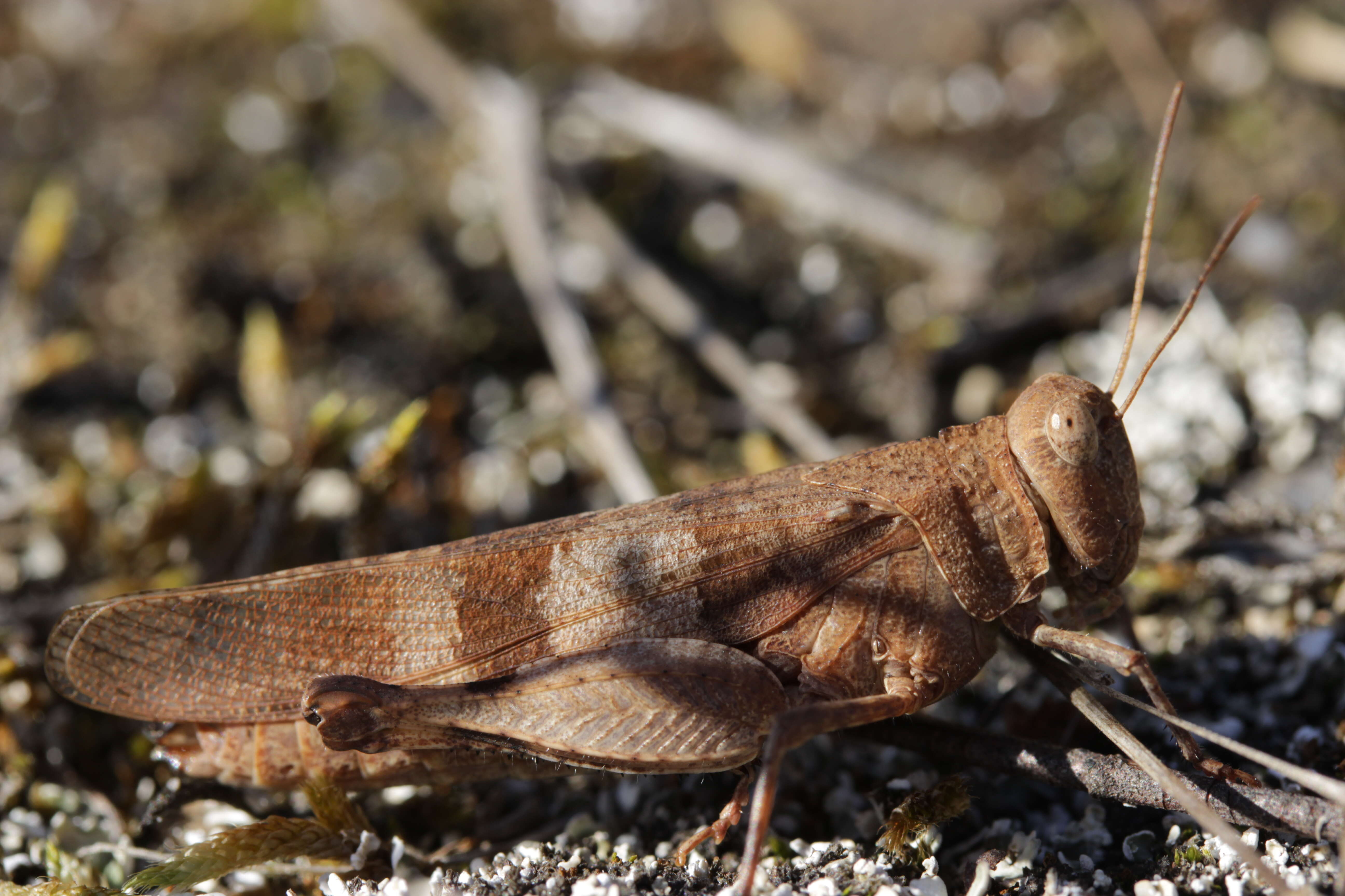 Image of blue-winged grasshopper