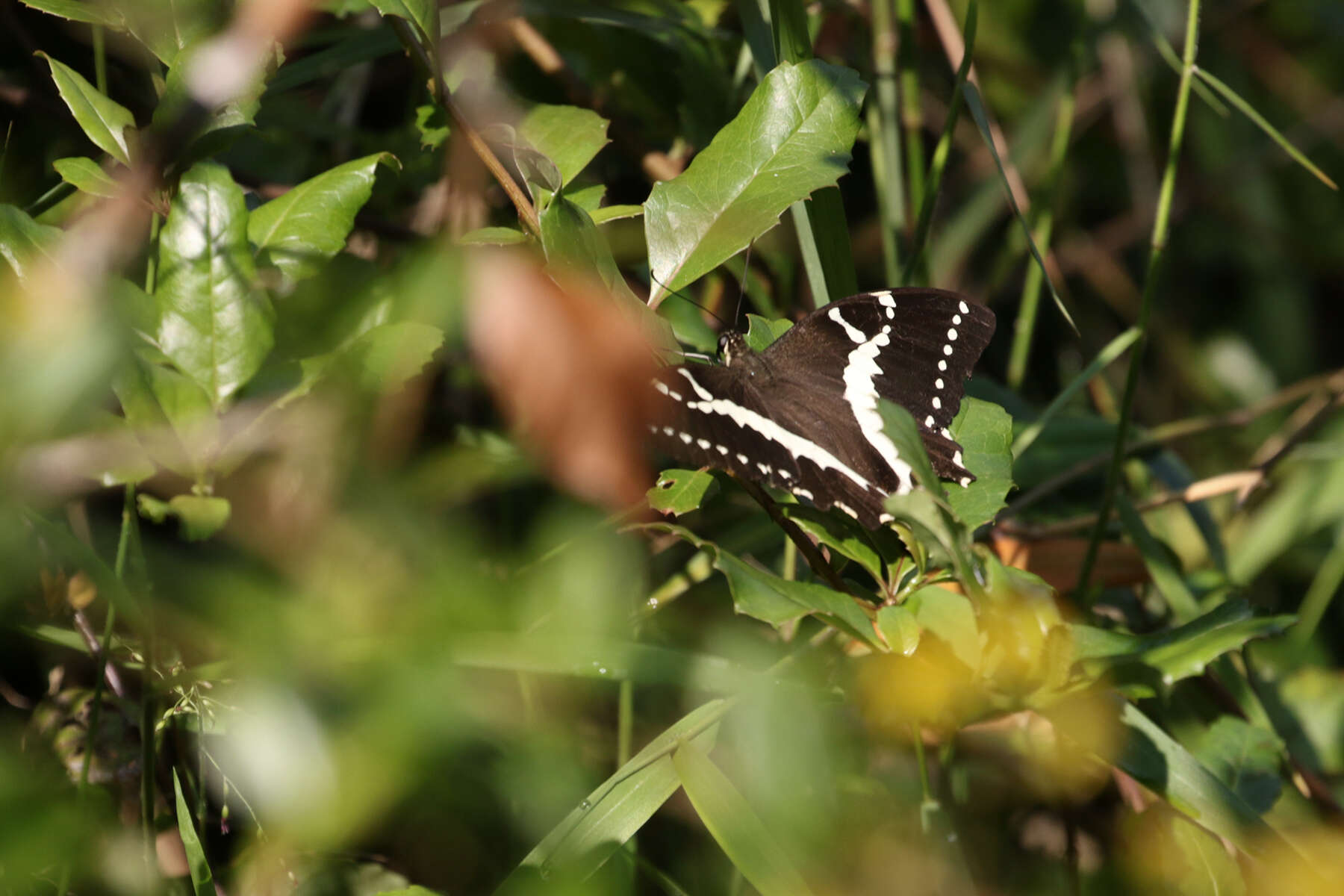 Image of Papilio delalandei Godart (1824)