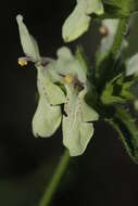 Image of stiff hedgenettle