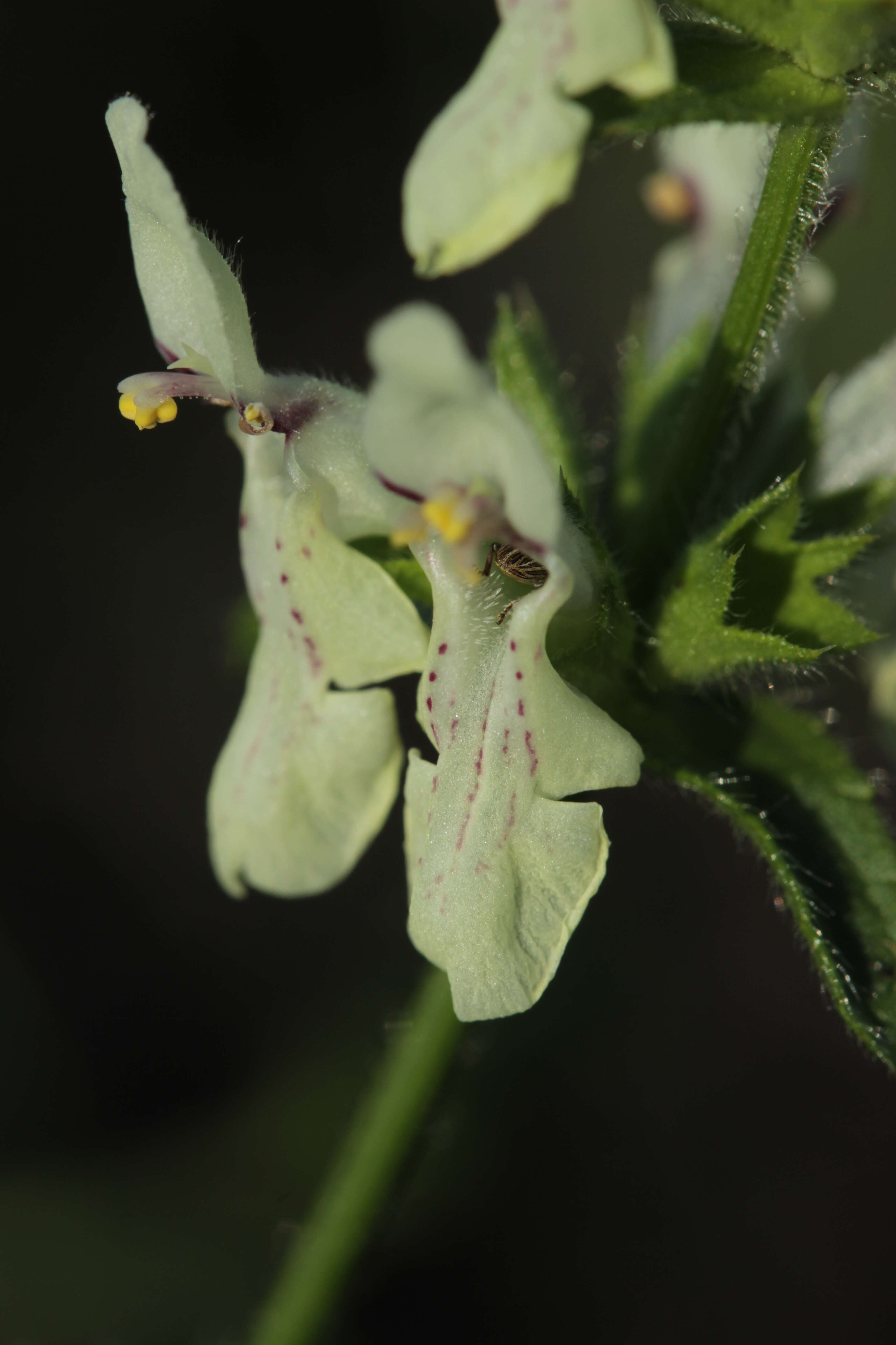 Image of stiff hedgenettle