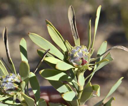 Image of grey conebush