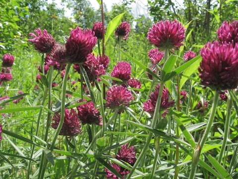 Imagem de Trifolium alpestre L.