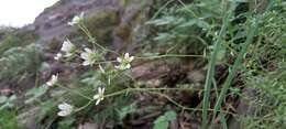 Imagem de Saxifraga aspera L.